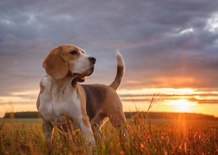 Beagle