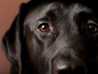 Black Lab Names Feature