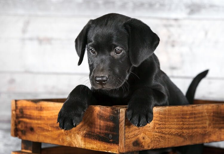 Black Lab Puppy