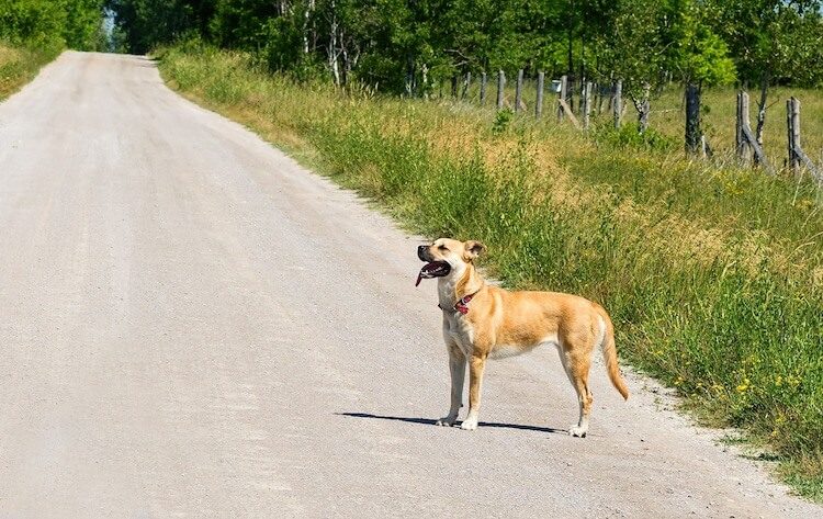 are bones safe for black mouth cur puppies