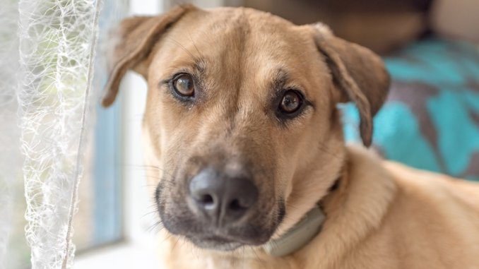 What is a black mouth cur dog look like