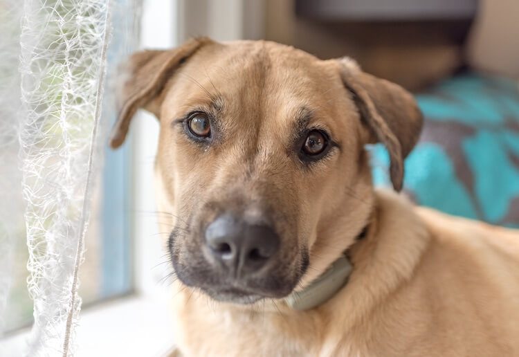 temperament of a black mouth cur