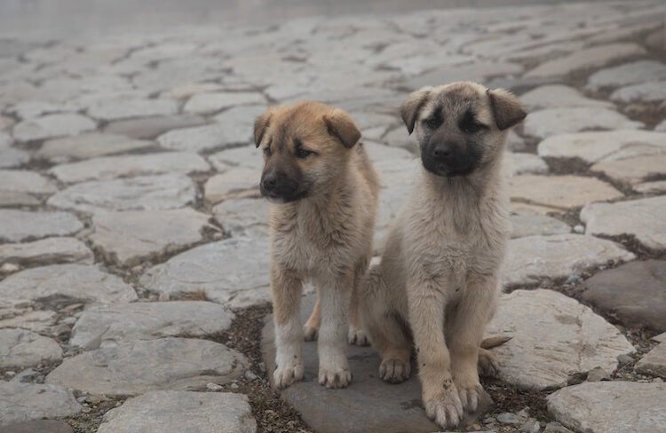 are bones safe for black mouth cur puppies