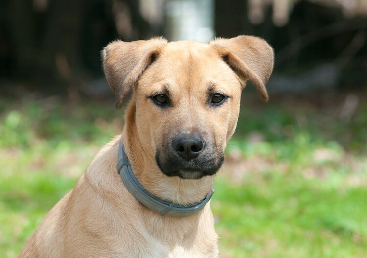 Black Mouth Cur Puppy