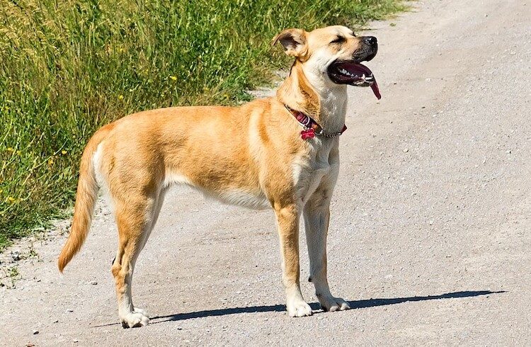 Black Mouth Cur