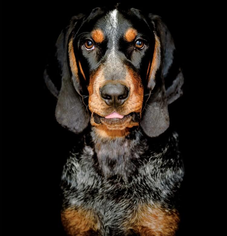 Bluetick Coonhound Appearance