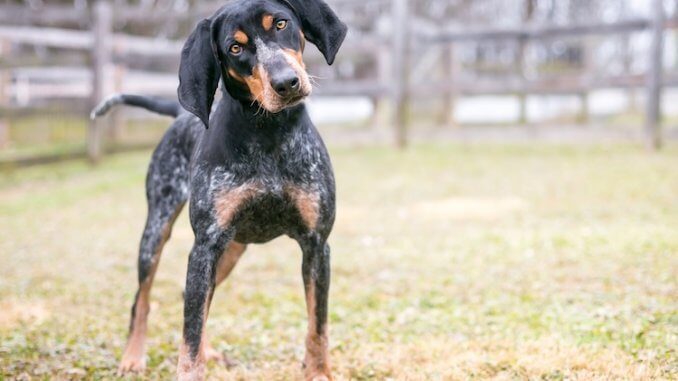 Bluetick Coonhound Feature