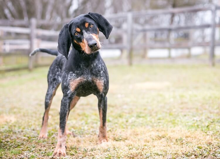 hound dog blue tick