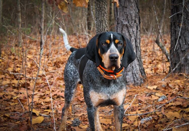 Bluetick Coonhound Size