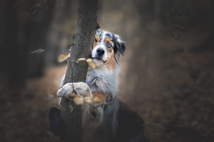 Border Collie Australian Shepherd In The Woods