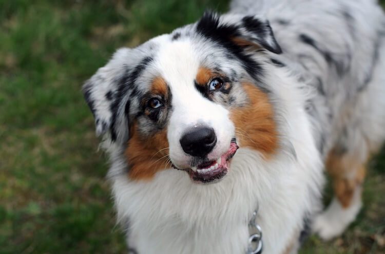 Border Collie Australian Shepherd Mix Dog