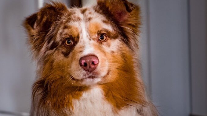 do border collies make good service dogs