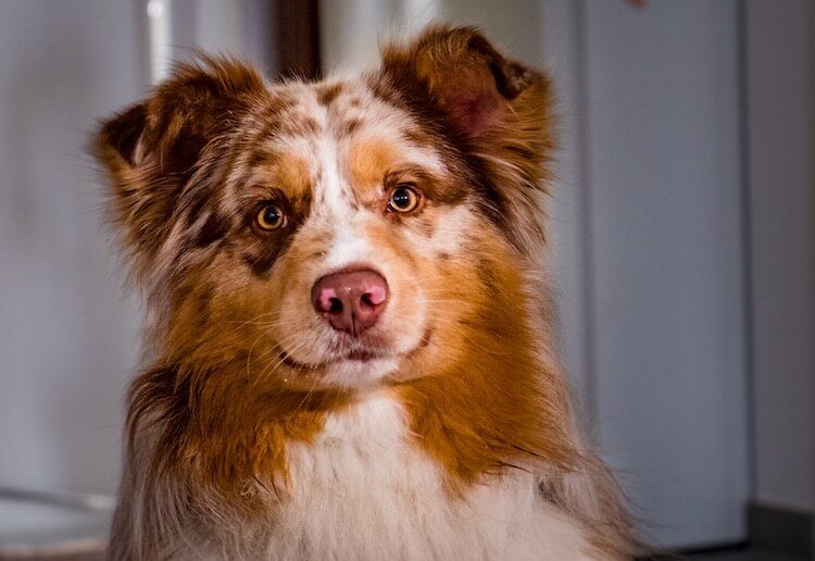 Border Collie Australian Shepherd Mix 