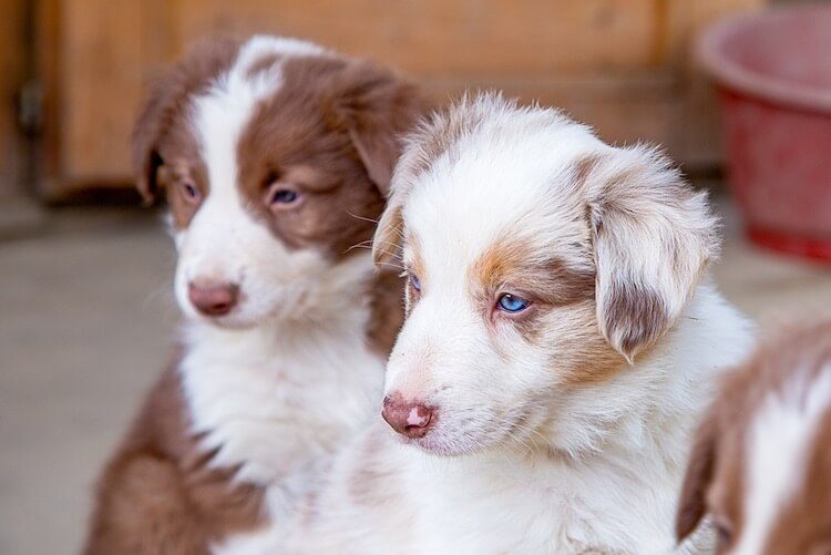 Border Collie Australian Shepherd Mix Puppies