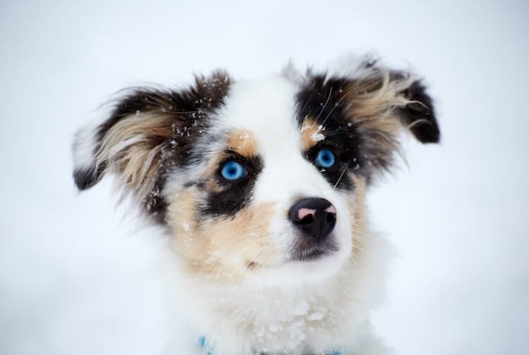 australian shepherd mix puppies