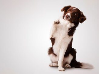 Border Collie Names Feature