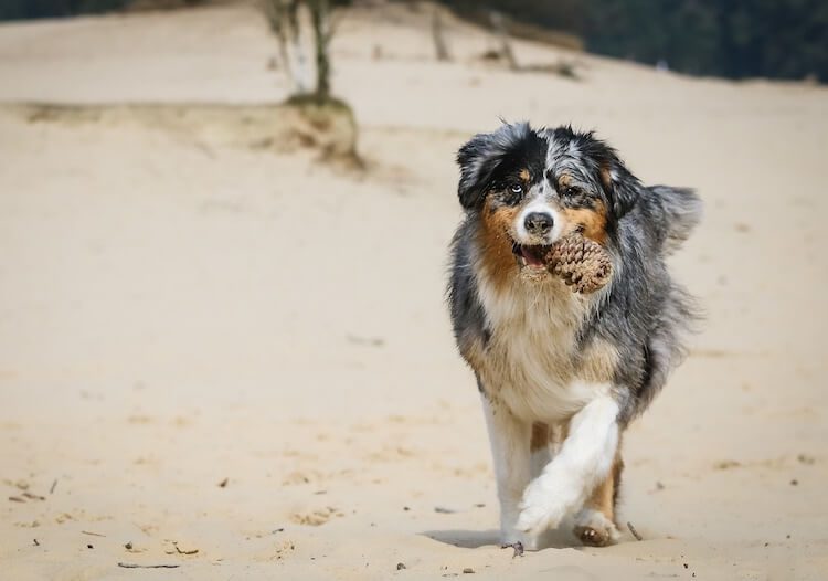 Border Collie x Australian Shepherd Mix