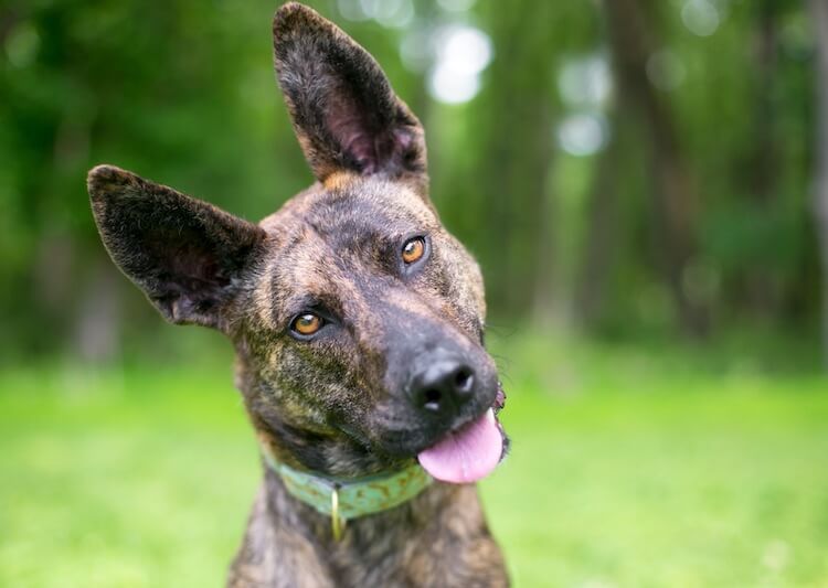 black brindle dutch shepherd