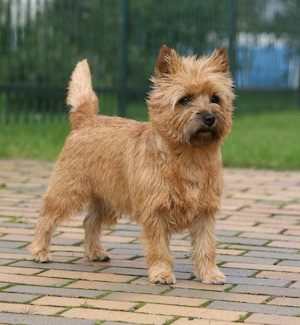 Cairn Terrier