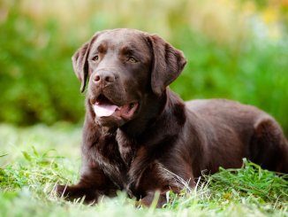 Chocolate Lab Names Feature