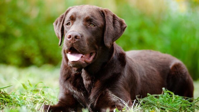 Chocolate Lab Names Feature