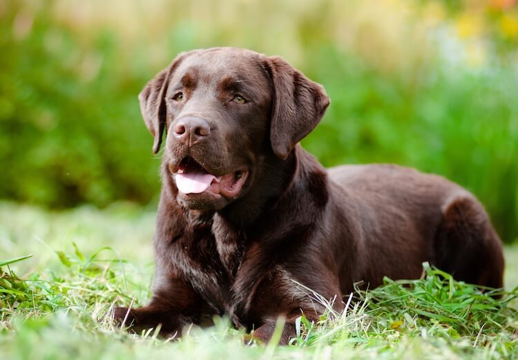 big chocolate lab