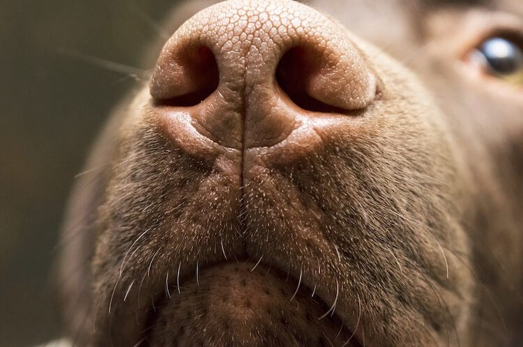 Chocolate Lab Nose