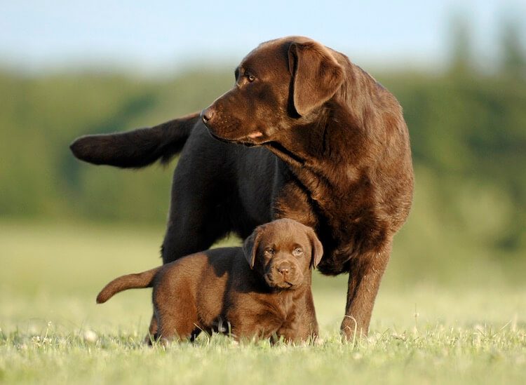 Chocolate Lab Puppy