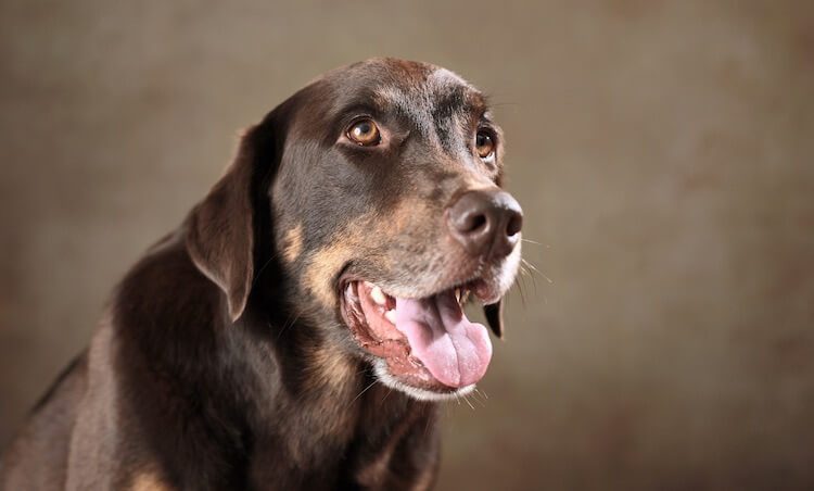 Chocolate Lab Rottweiler Mix