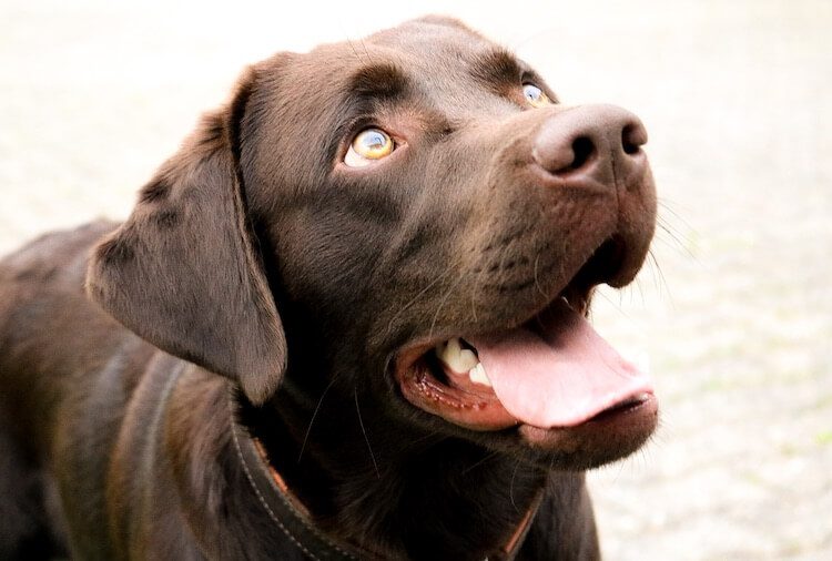 Chocolate Lab