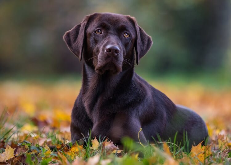 Chocolate Labrador