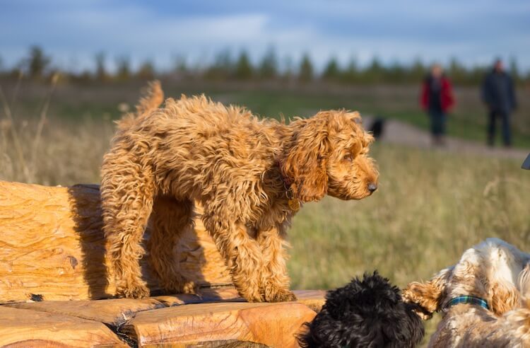 Cockapoo Dog