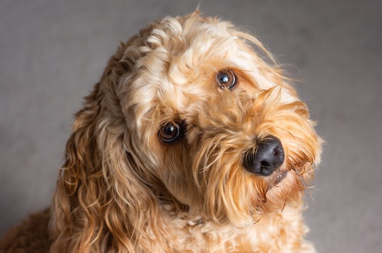 cockapoo mix puppies