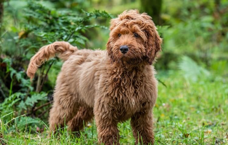 Cockapoo Outside