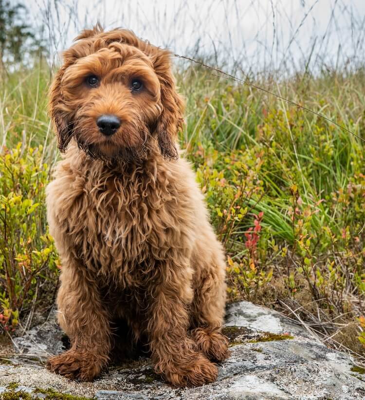 cockapoo ginger puppy