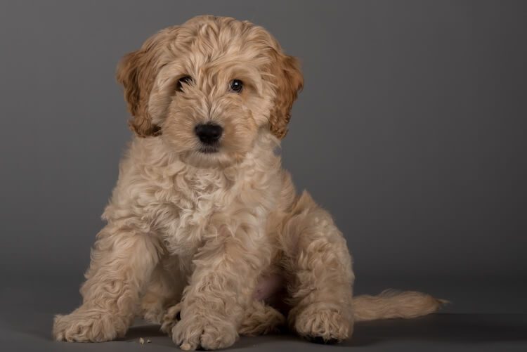 Cockapoo Puppy