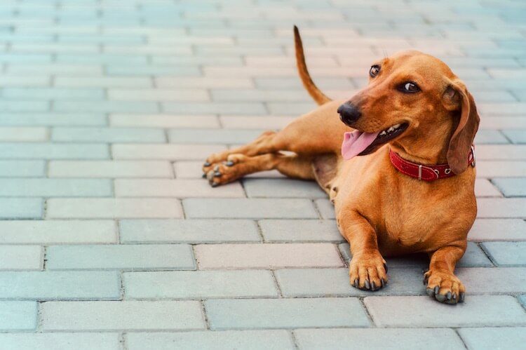 Dachshund Names: 70 Delightful & Dreamy Wiener Dog Names | All Things Dogs