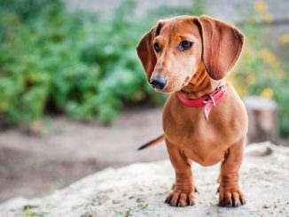 Dachshund Names Feature