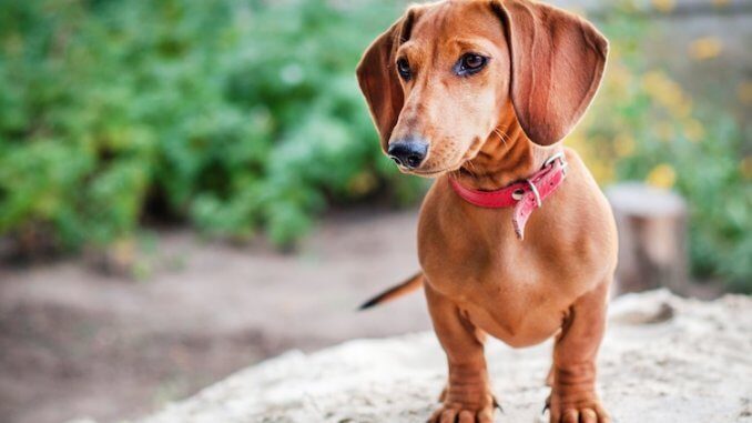 Dachshund Names Feature