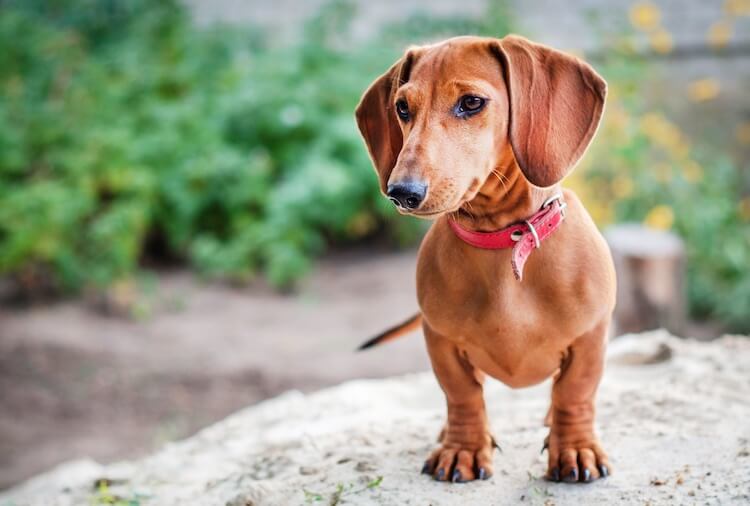 famous dachshund names