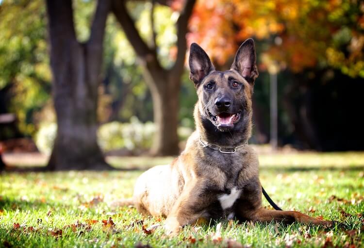 are dutch shepherd dogs friendly or dangerous to strangers