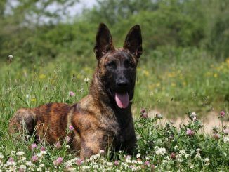 Dutch Shepherd Feature