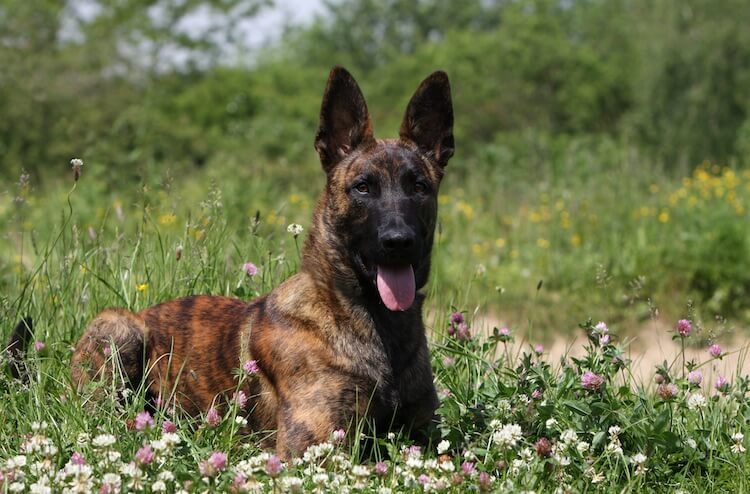 brindle shepherd pit mix