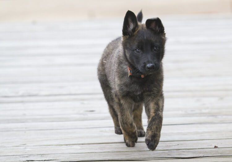 [6+] 6 Months Old Cheap Dutch Shepherd Dog Puppy For Sale Or Adoption
Near Me