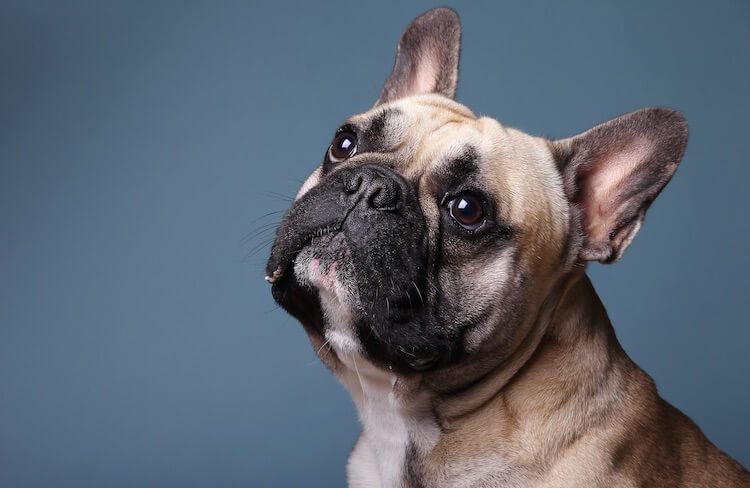 Female French Bulldog Names