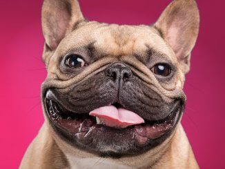 French Bulldog Names Feature