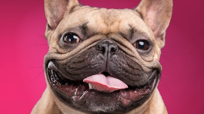 French Bulldog Names Feature