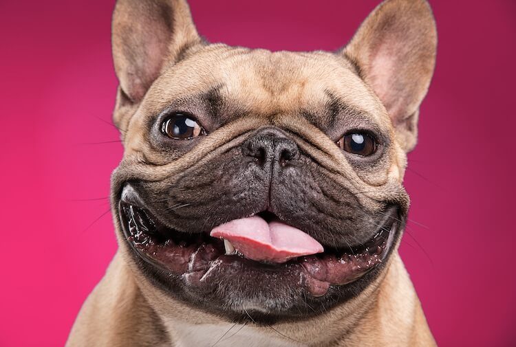 top 10 french bulldog names