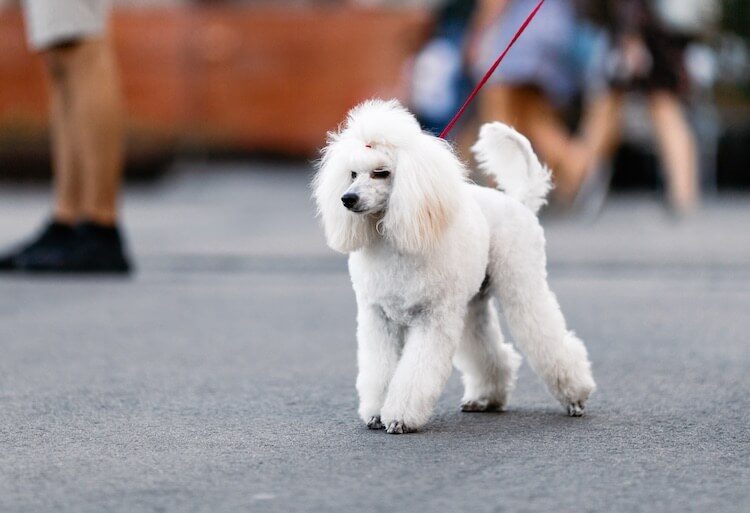 French Poodle Names