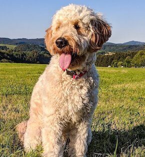 Goldendoodle